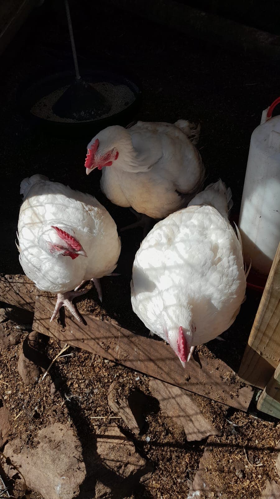 Three white lay chickens in dappled sunlight inside their coop
