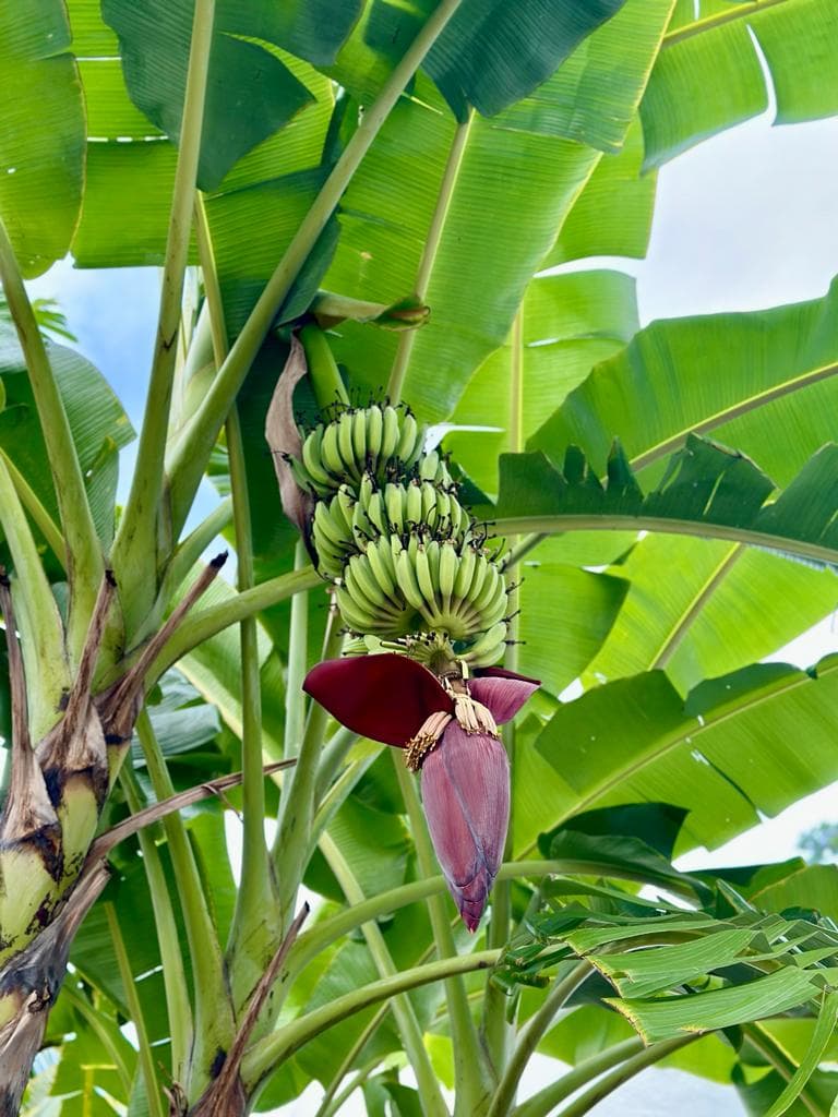 Banana plant with a developing bunch of green bananas above a deep-maroon banana flower