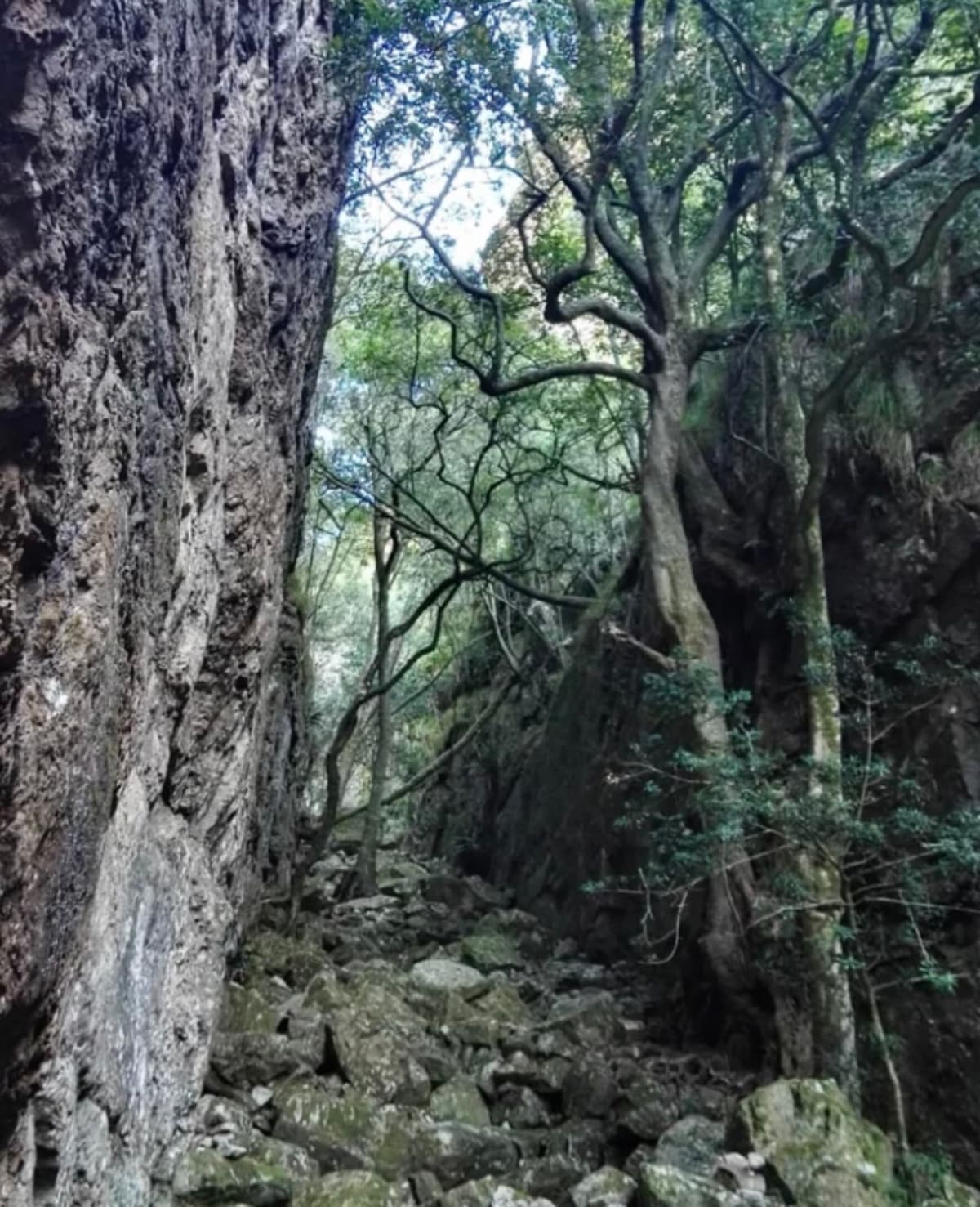 Looking down Myburgh's Ravine on the descent toward Suikerbossie