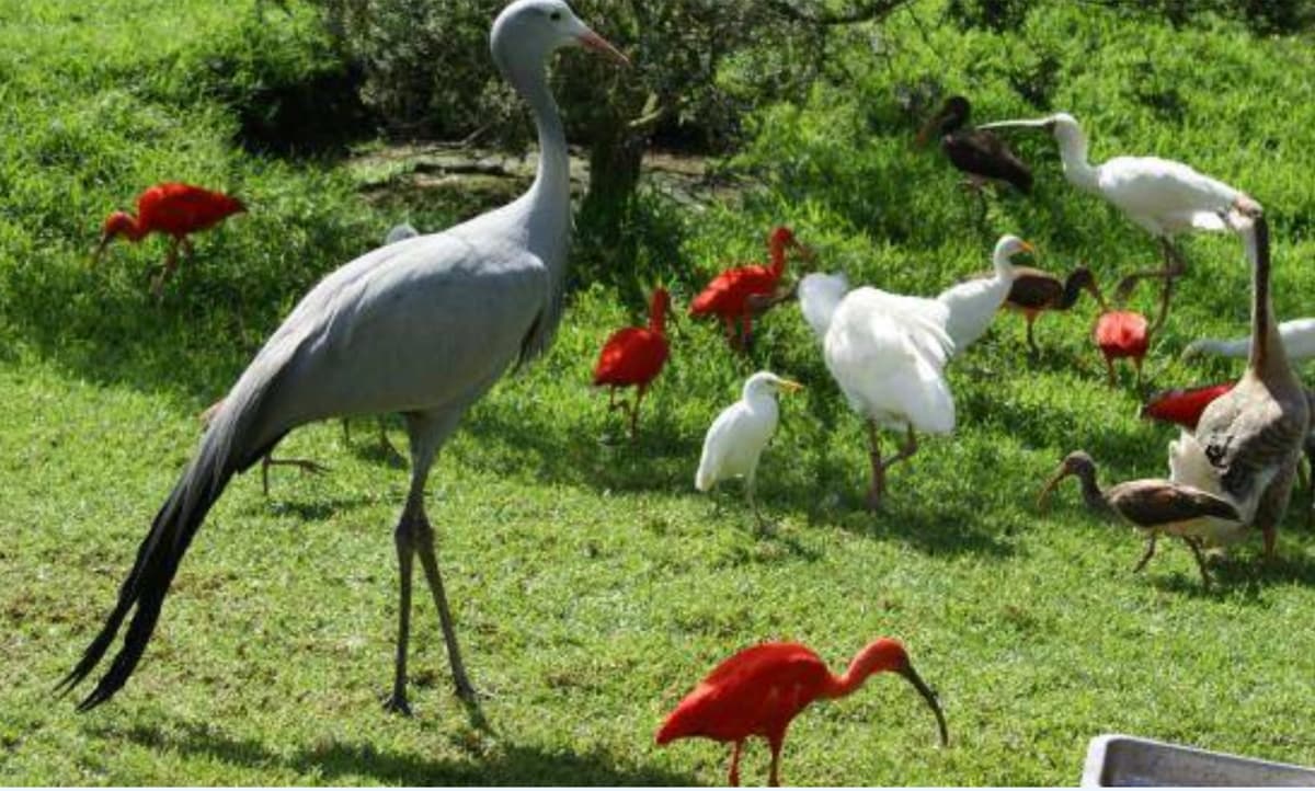 A Blue Crane — South Africa's national bird — standing among scarlet ibises and cattle egrets in one of World of Birds' walk-through aviaries in Hout Bay