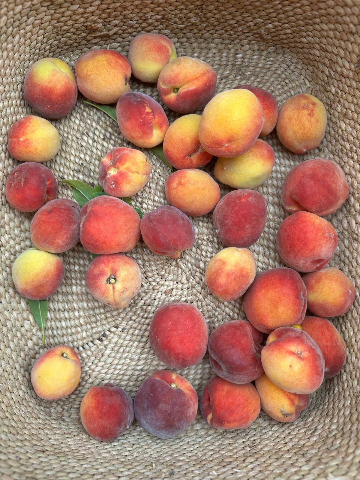 A woven basket overflowing with freshly-picked peaches and nectarines from the property's garden