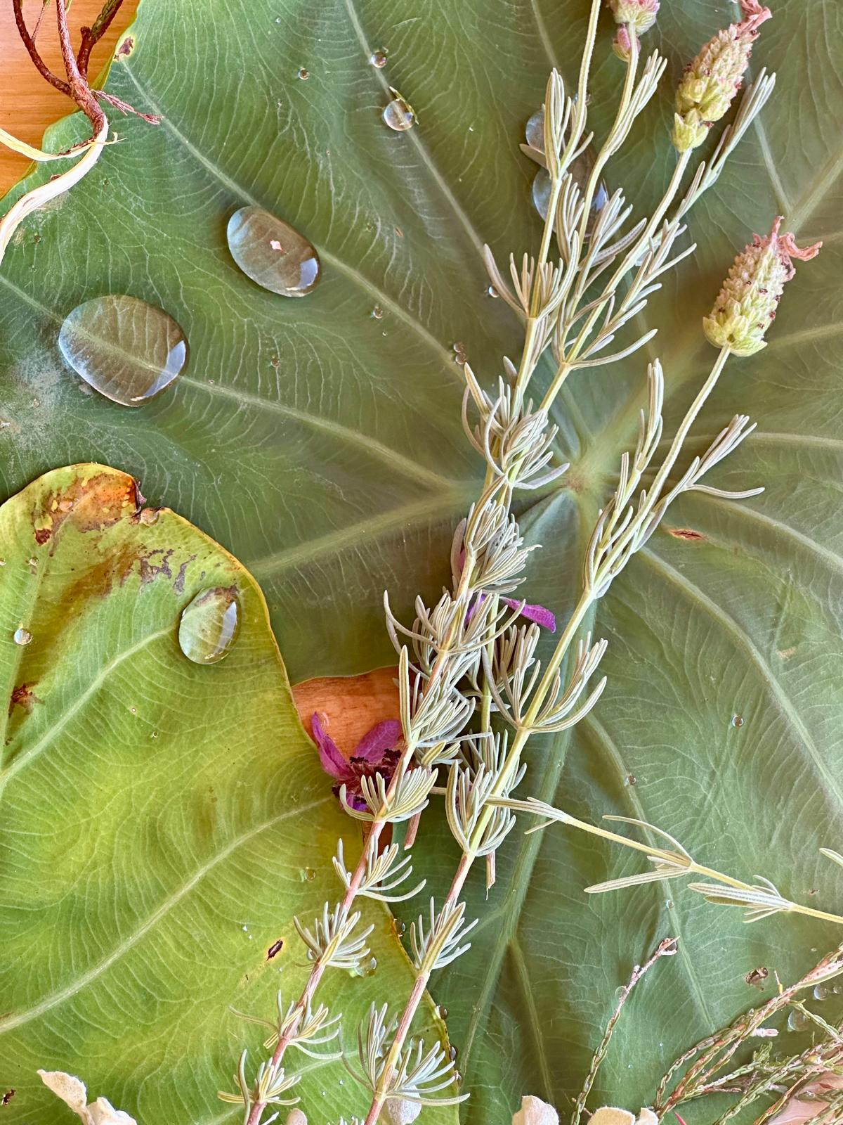 Sprig of lavender resting on a large green leaf with bright water droplets