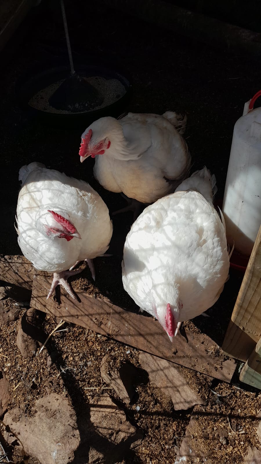 Three white lay chickens in dappled sunlight inside their coop