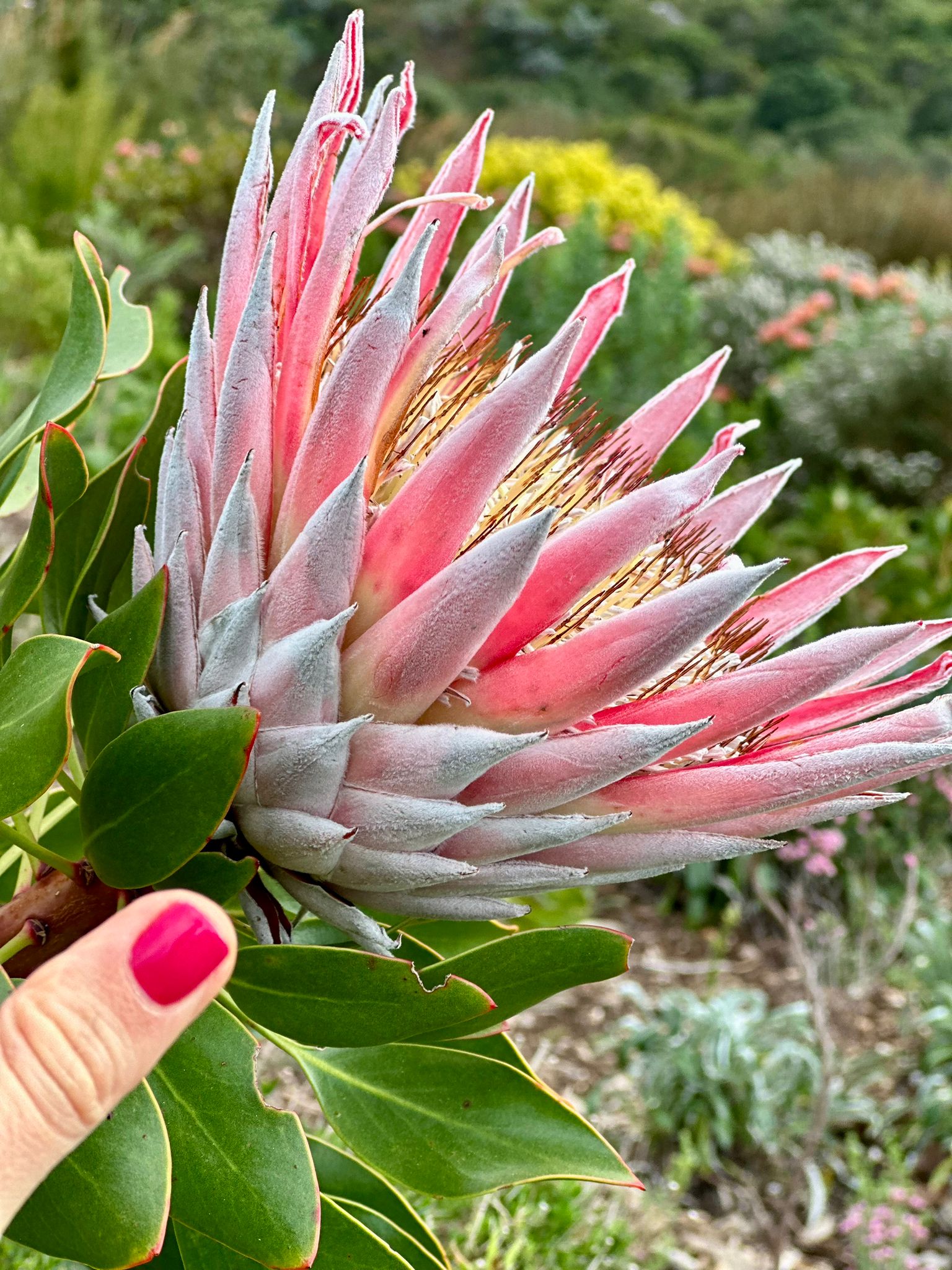 A King Protea — South Africa's national flower — held in-hand against the fynbos slope of Skoorsteenberg