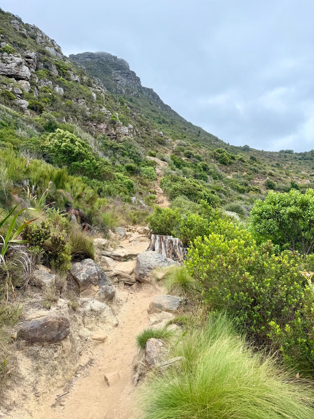 Stony hiking trail through fynbos with the Skoorsteenberg ridge in misty light