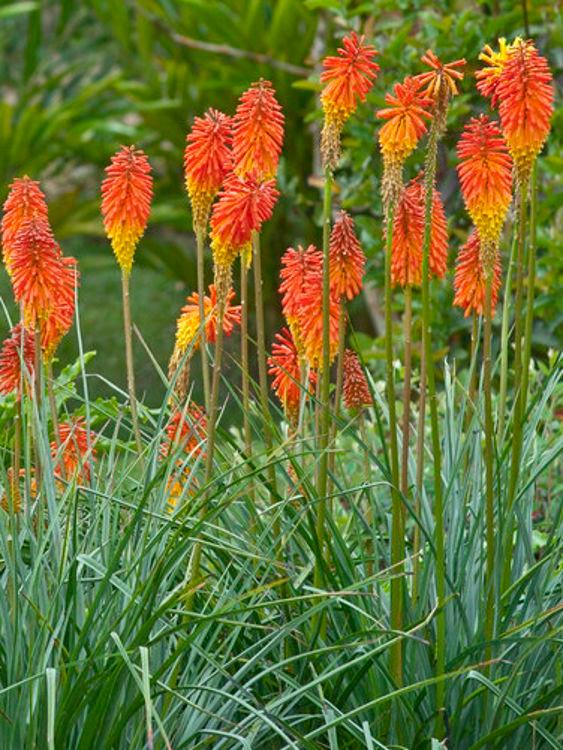 A cluster of orange Kniphofia (red hot poker) flowers rising vertically out of grass