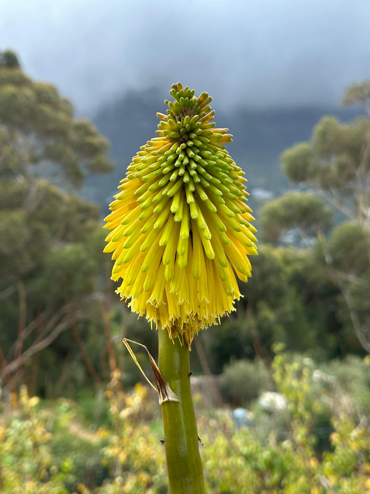 A single yellow Kniphofia bud, close-up, with misty mountain behind
