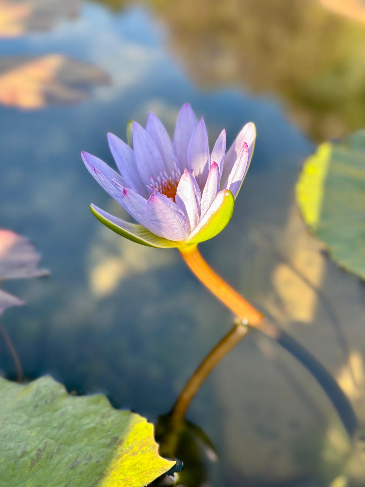A pale blue water lily, sun-lit, opening above a lily pad on dark water