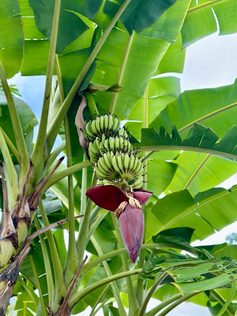 Banana plant with a developing bunch of green bananas above a deep-maroon banana flower