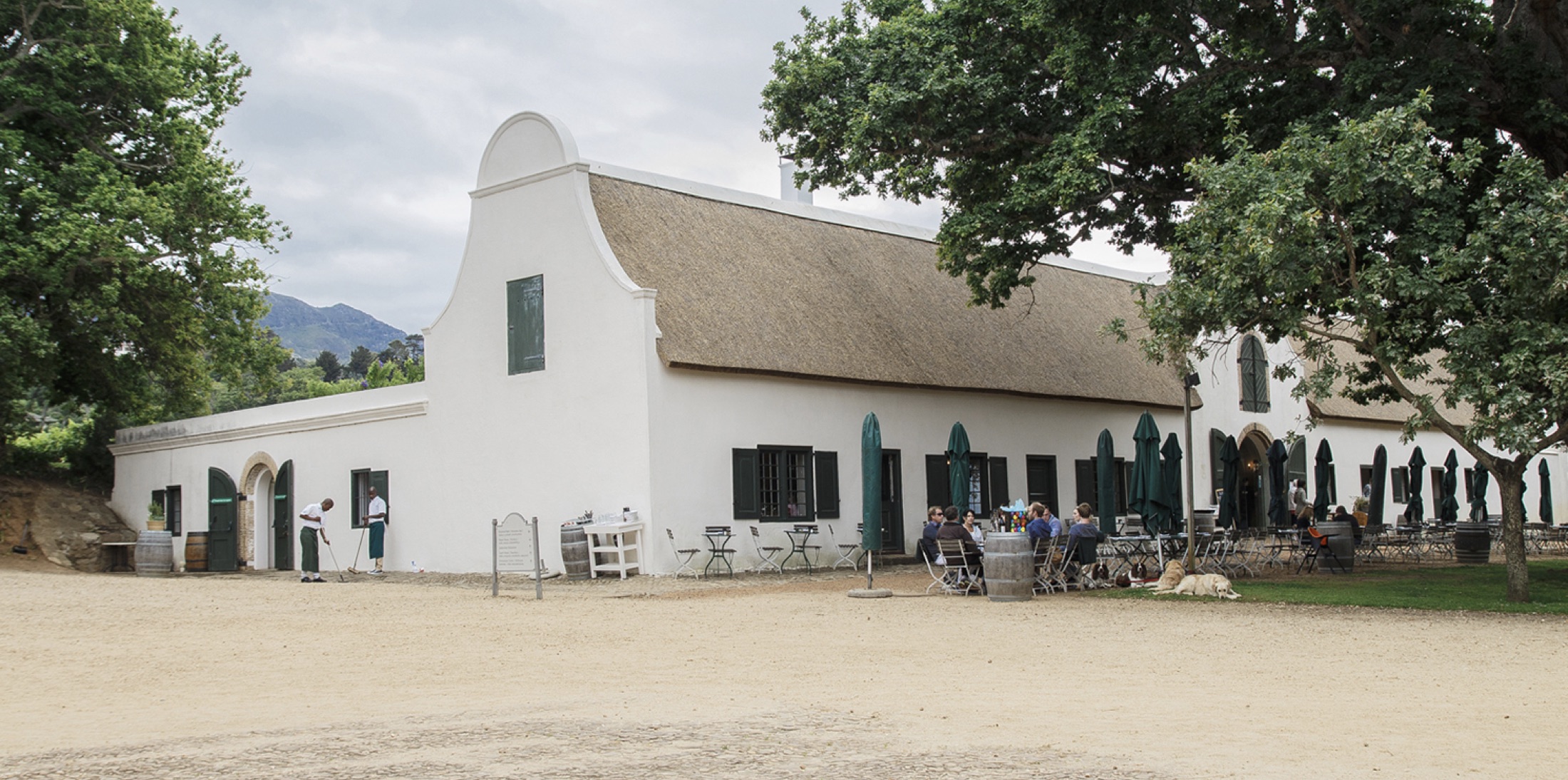 The Jonkershuis at Groot Constantia — the whitewashed Cape Dutch building with thatched roof and green shutters, diners gathered at tables under the oaks, the mountain ridge behind