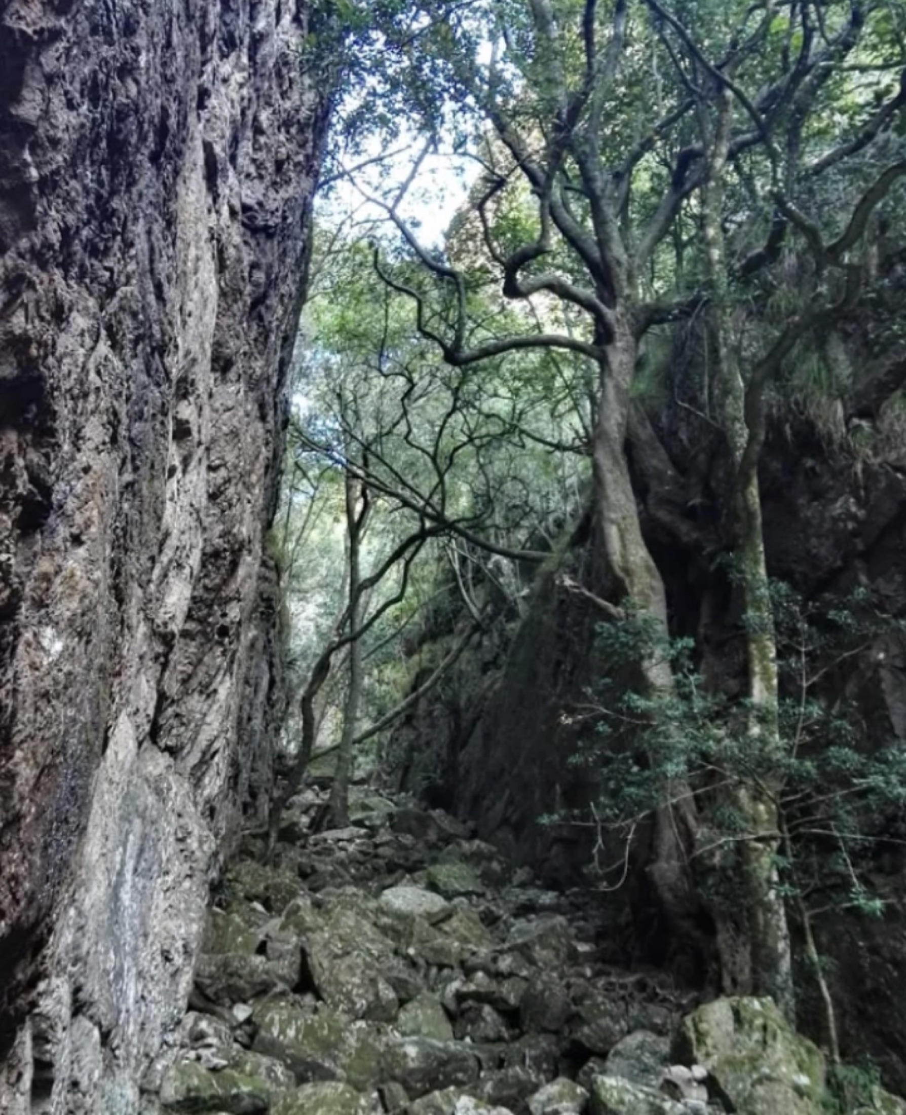 Looking down Myburgh's Ravine on the descent toward Suikerbossie