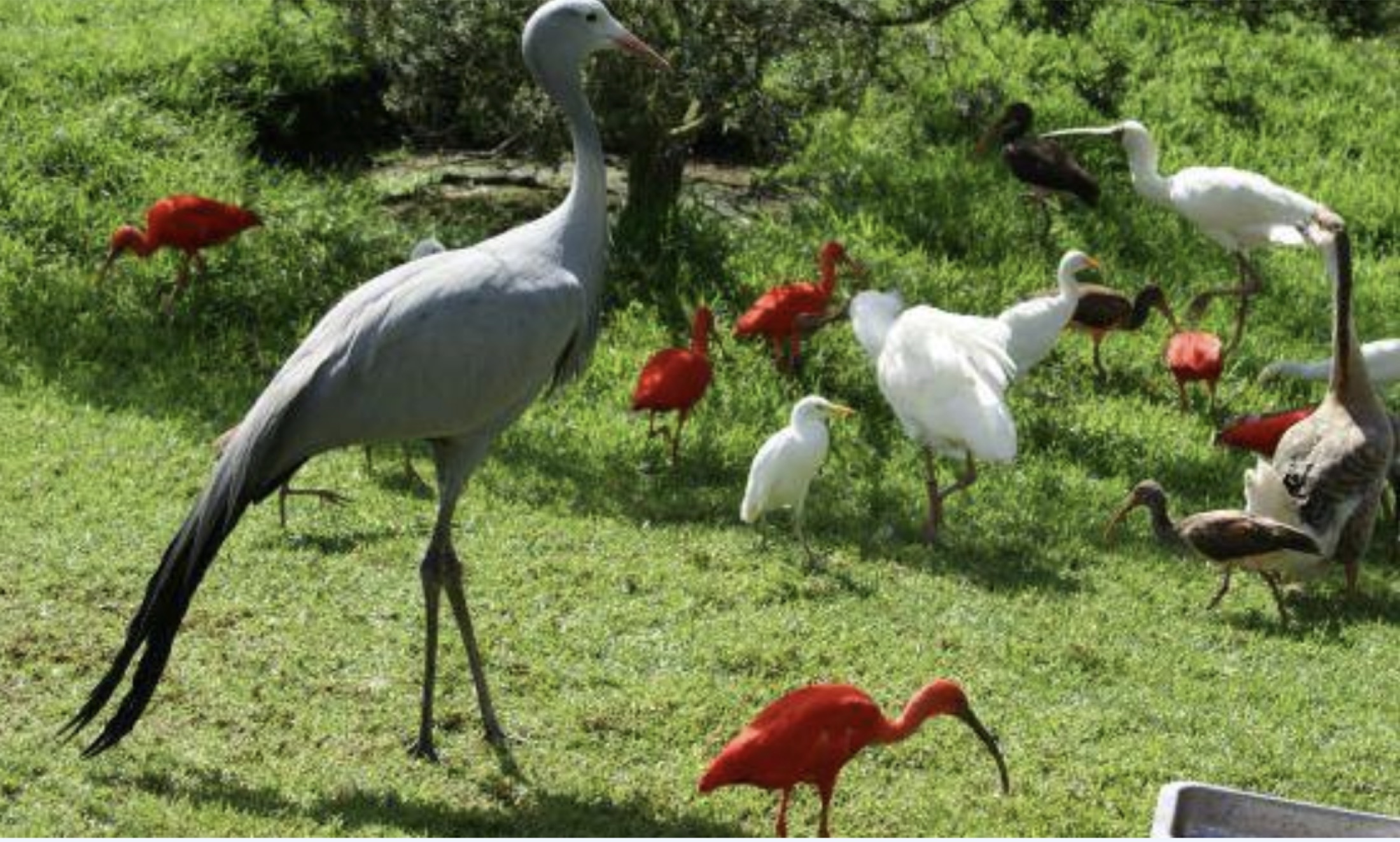 A Blue Crane — South Africa's national bird — standing among scarlet ibises and cattle egrets in one of World of Birds' walk-through aviaries in Hout Bay